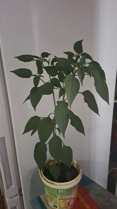 Комнатный горький перец