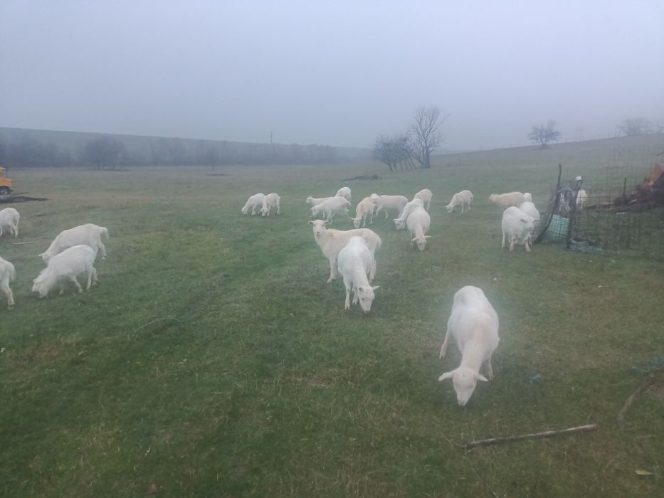 Vând capre tinere albe ,rasa sanen și alba de banat