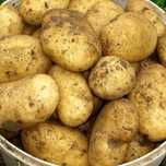 Картофель (отборный)