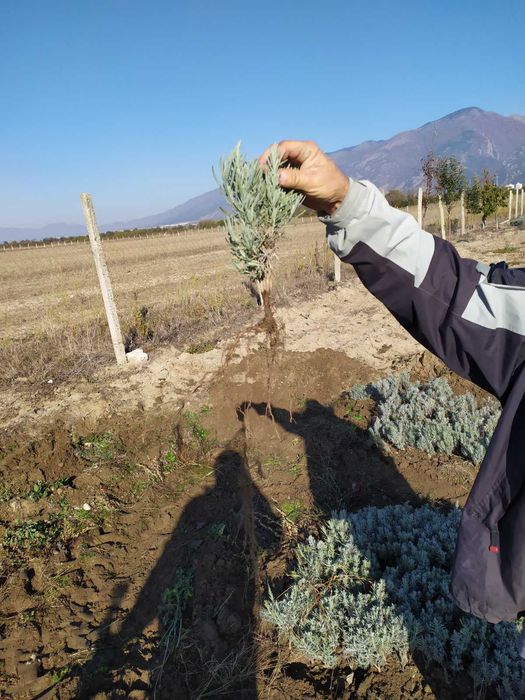 Разсад лавандула