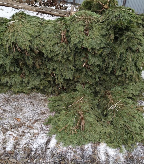 Лапник пихтовый