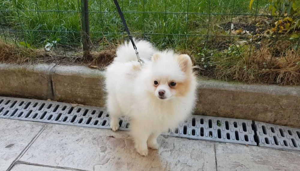 Продава  Померан, Бивър териер, Пекинез, Френски булдог