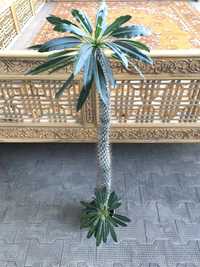 Пахиподиум (paxipodium) ламера. Комнатный цветок, колючая пальма.