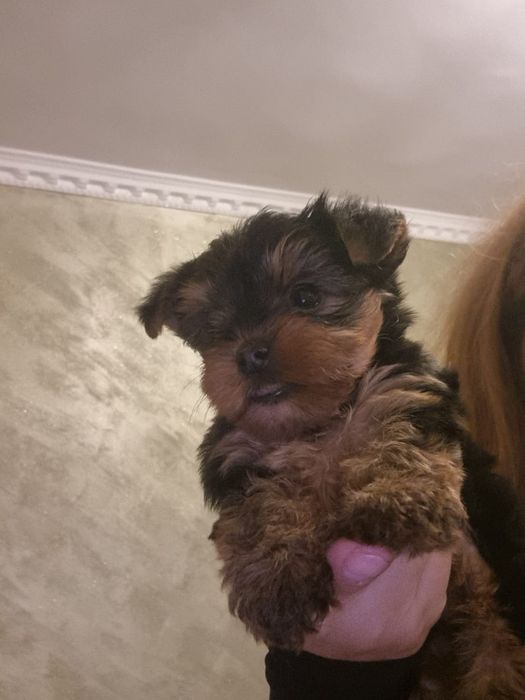 Cățelușa Yorkshire