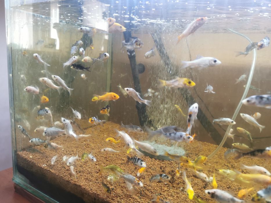 Crapi Koi Buterfly și standard toate culorile.
