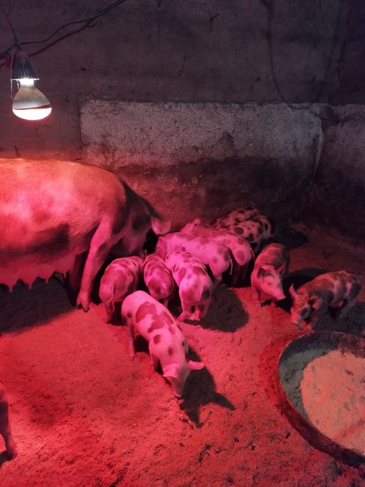 Poate interesează pe cineva