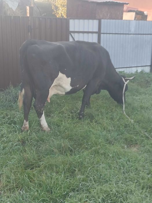 Vaca de vanzare gestanta