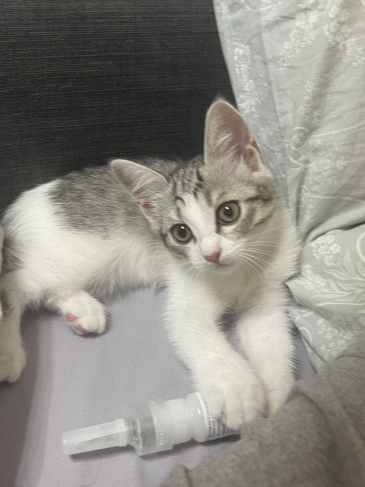 Котенок в добрые руки