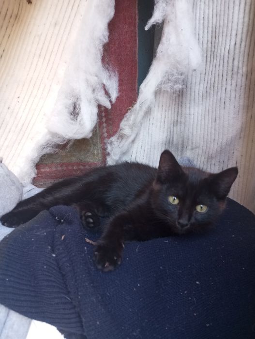 Котята ищут дом!