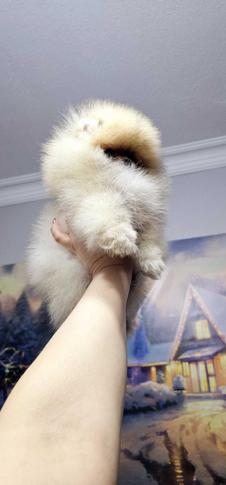 Pomeranian Boo alb