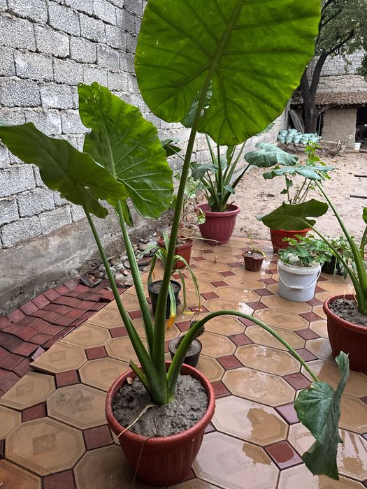 Manzarali ofisni fil quloq gul