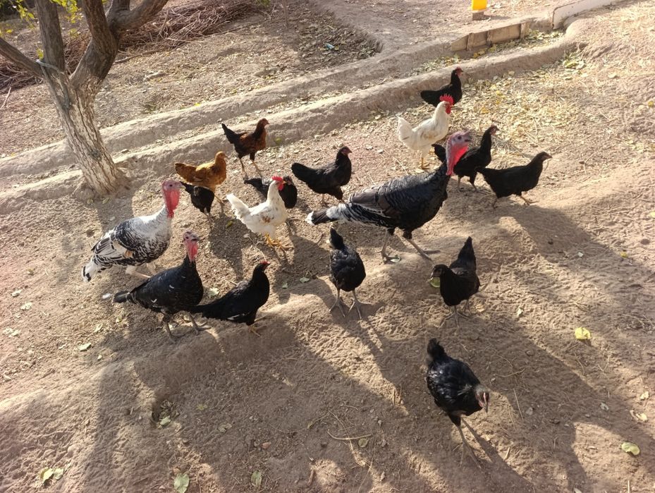 Tavuk qorazlar. Induklar sotiladi