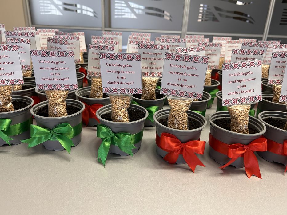 Set ghiveci grâu Sf Andrei(4 buc.20 lei)