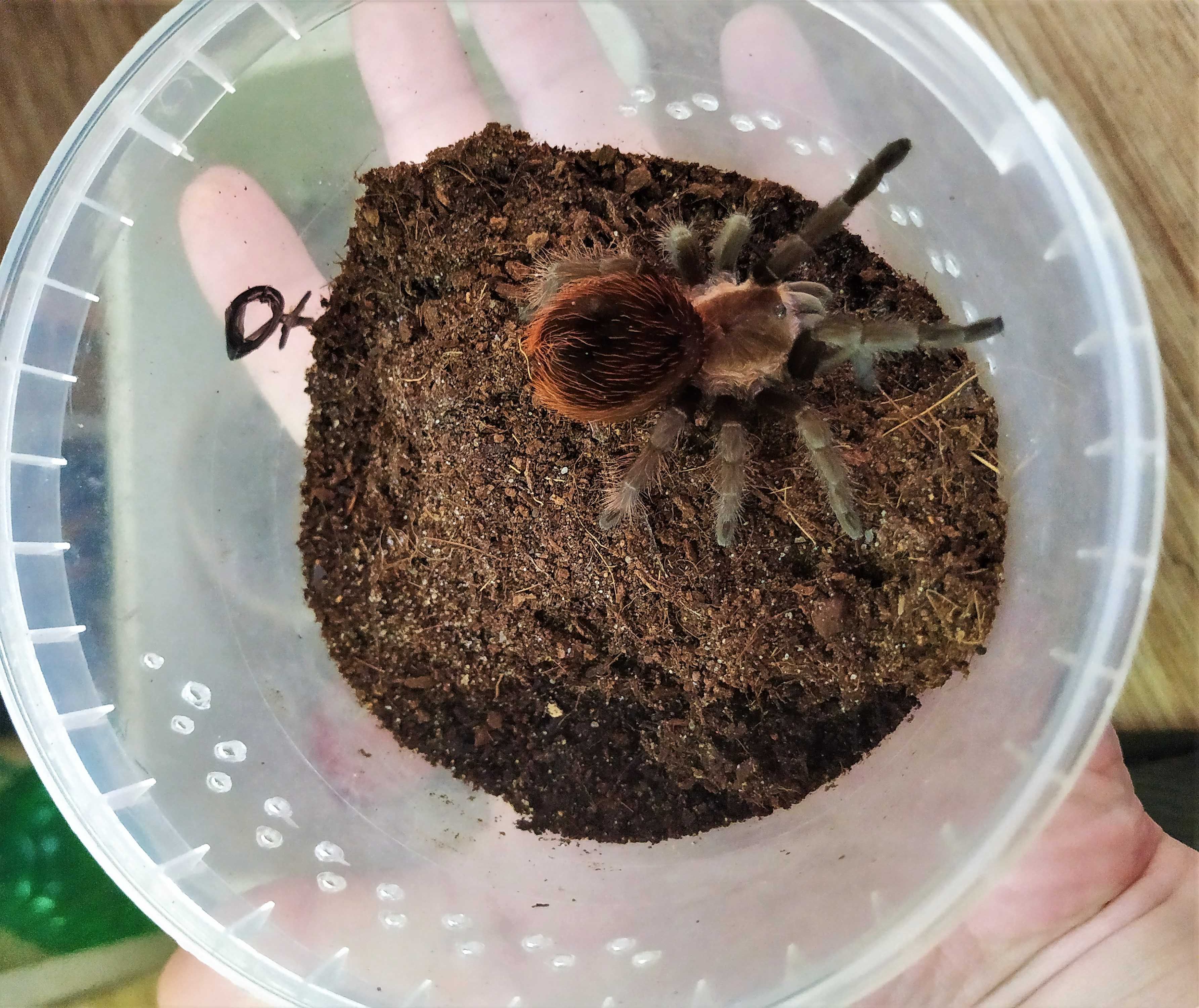 Brachypelma (Tliltocatl) vagans\Паук-птицеед (СамкаL8)