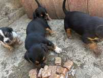 Dau spre adoptie