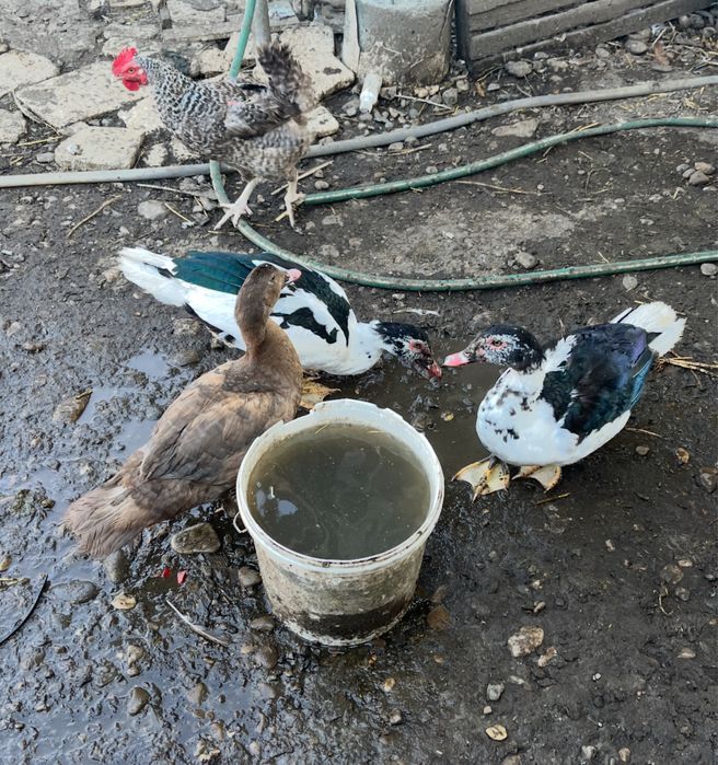Rațe și rățoi leșești de anul acesta , diferite varietăți de culori