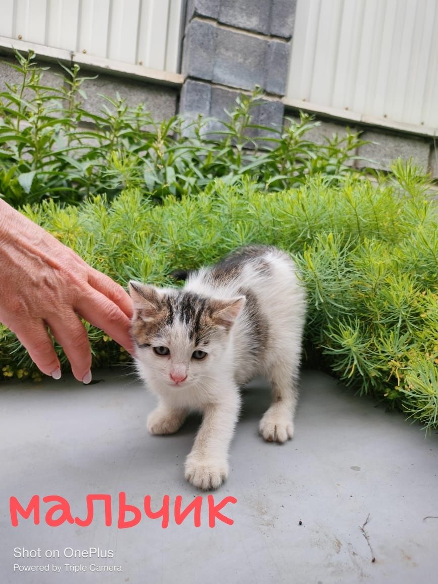 Отдам котят в добрые руки.
