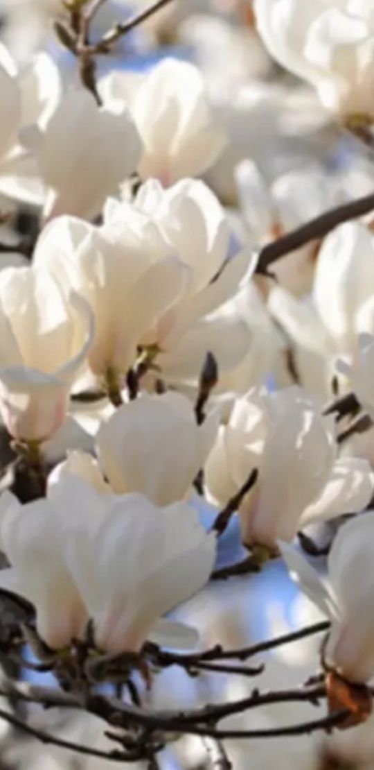 Magnolie superba albă