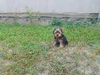 Yorkshire terrier
