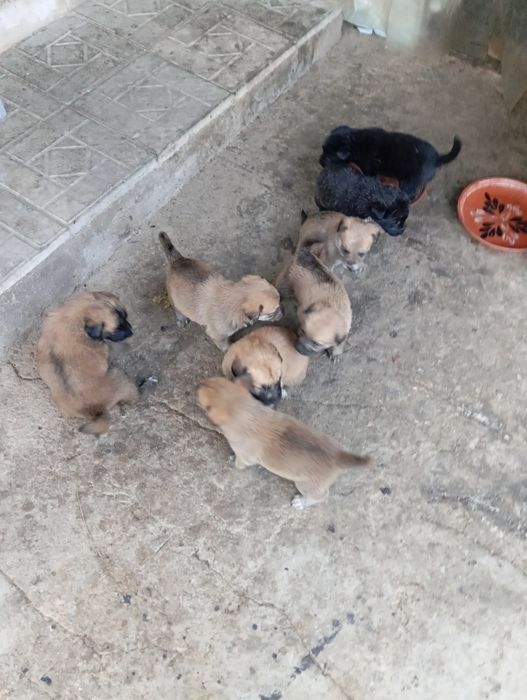 Отдам щенят лаборадора в хорошие руки бесплатно .