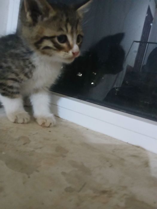 Отдам котят только добрый руки