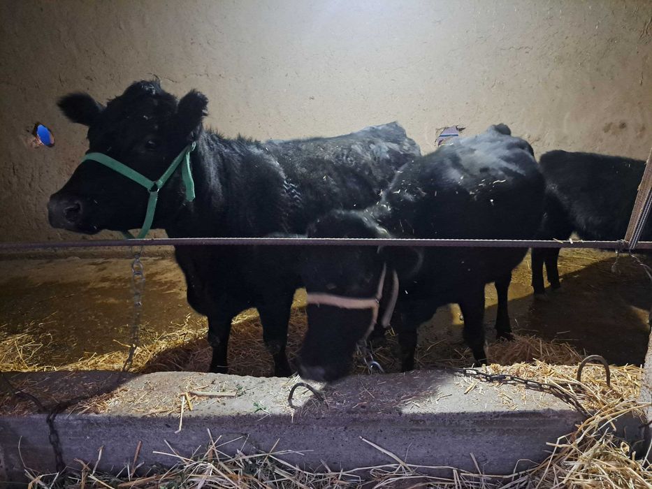 Zotdor Angus mollar sotiladi.