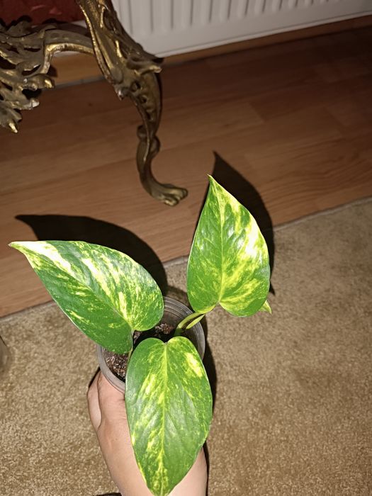 Сингониум, сциндапсус, Фил маск