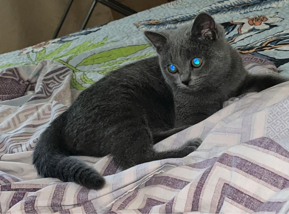 Британский котенок