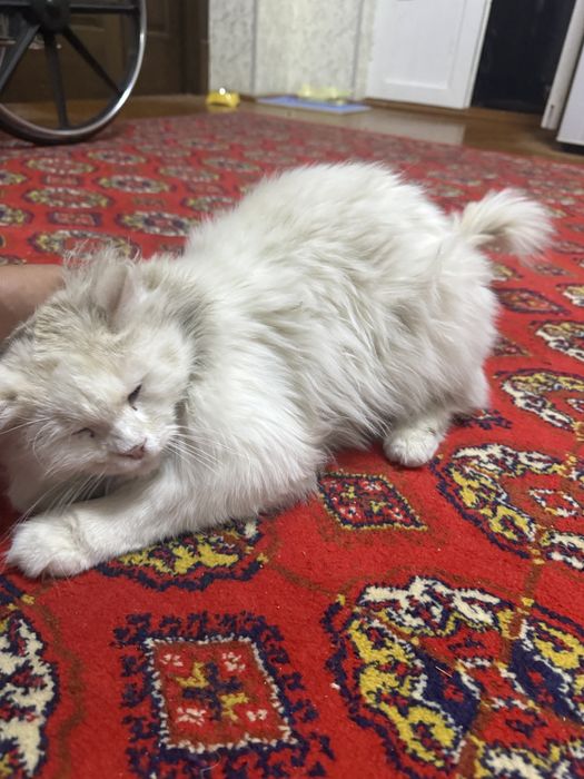 Отдам кота в хорошие руки