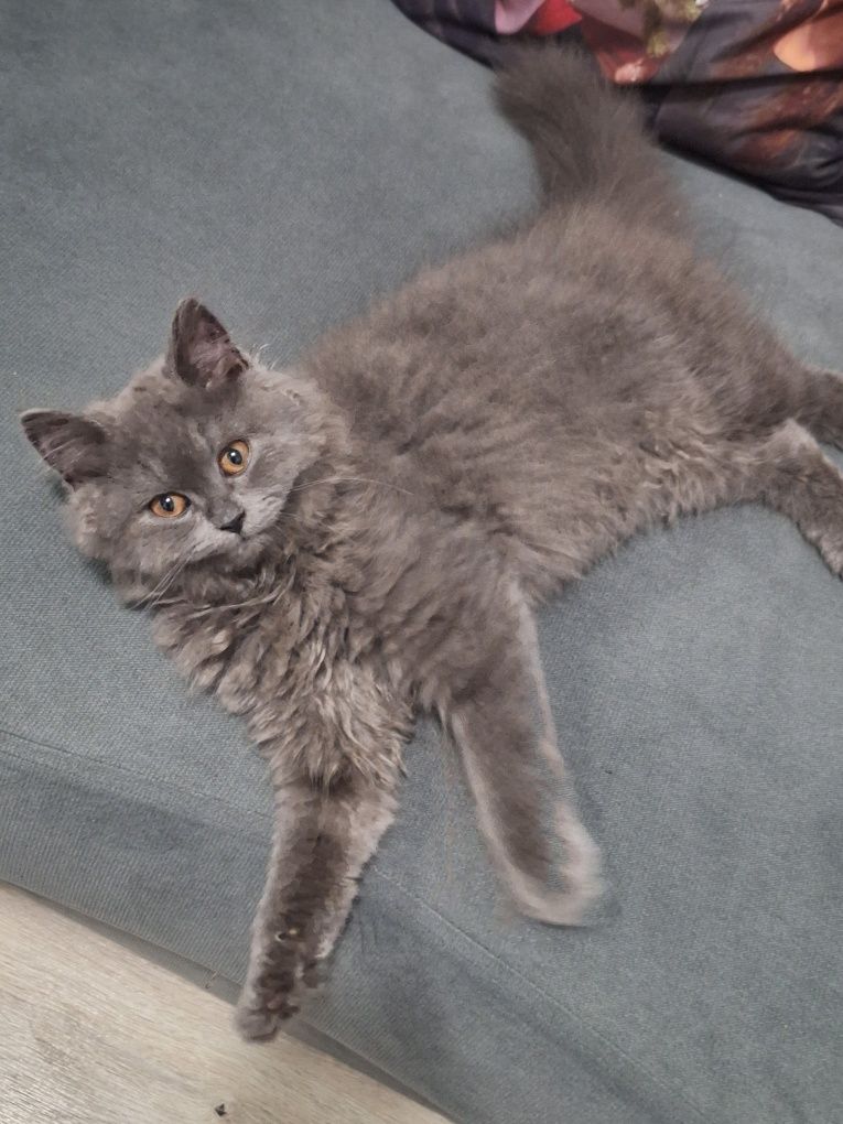 British Longhair