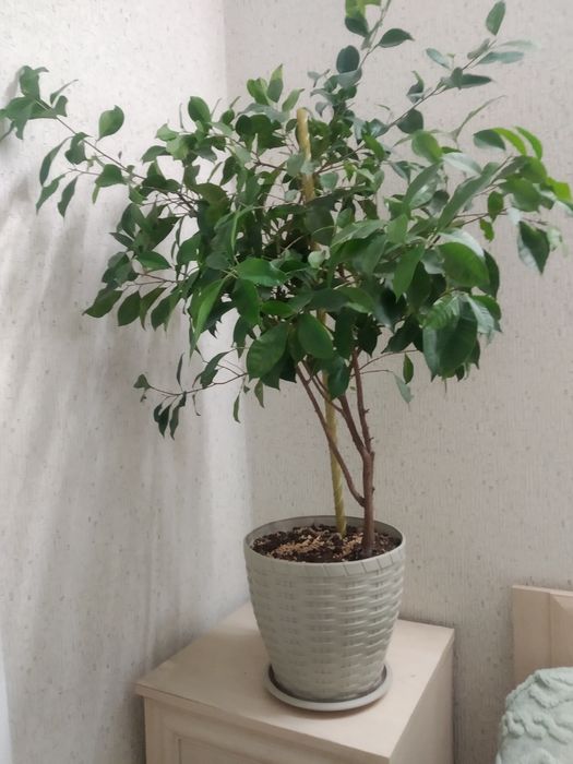 Комнатные растения