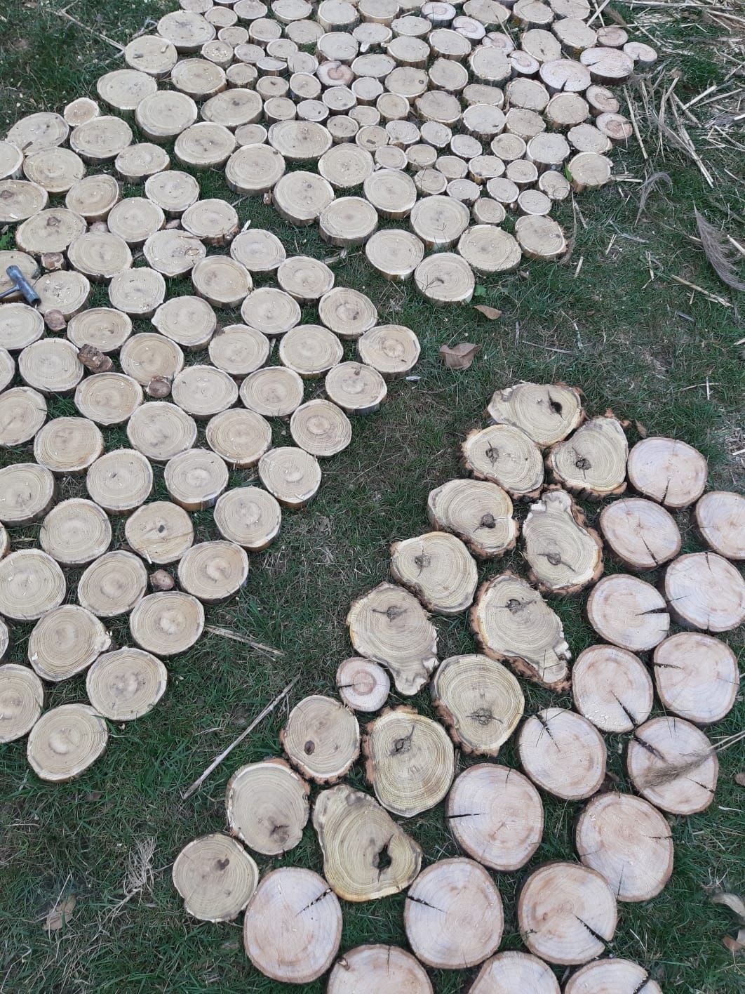 Rondele lemn diferite esente