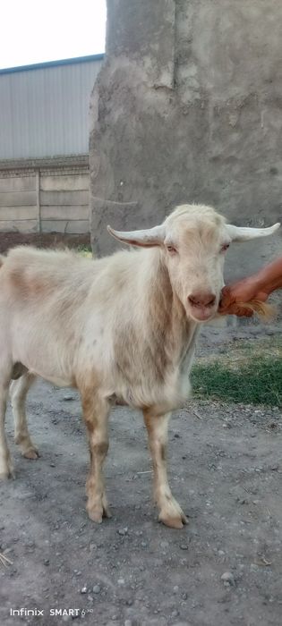 Огул коз (куштиришга), Темпераментный!