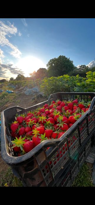 Разсад ягоди “Малинг Виталити”