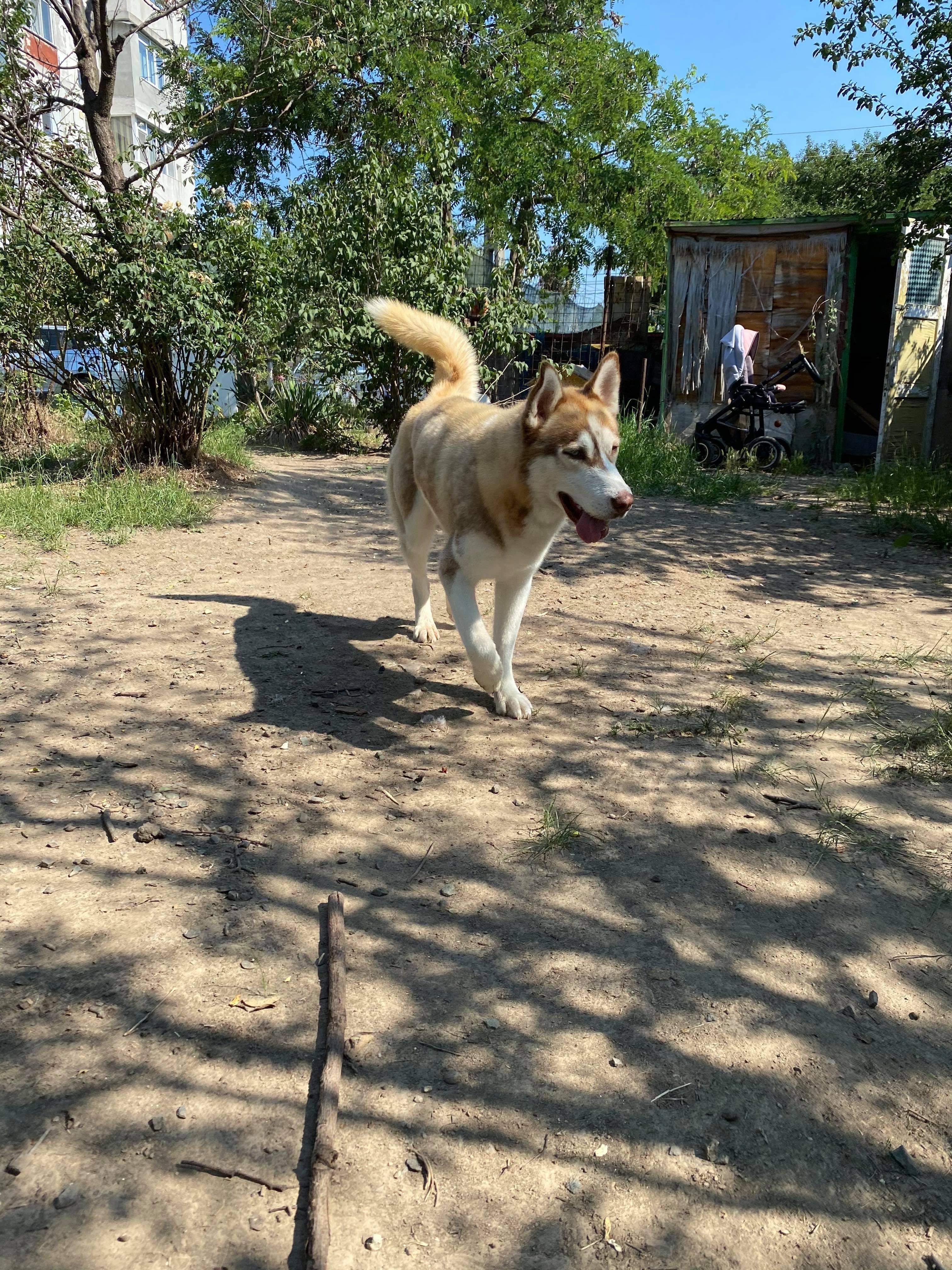 Husky spre adopție