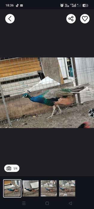 Paun de vanzare Darza