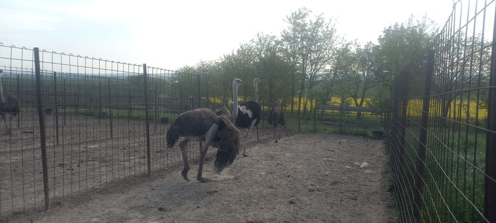 Vând familii de struți