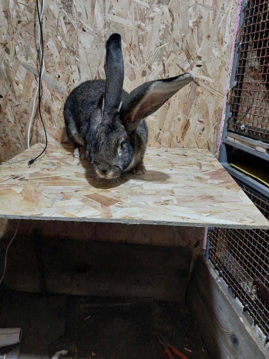 Vand femela ugg tratamente la zi 250