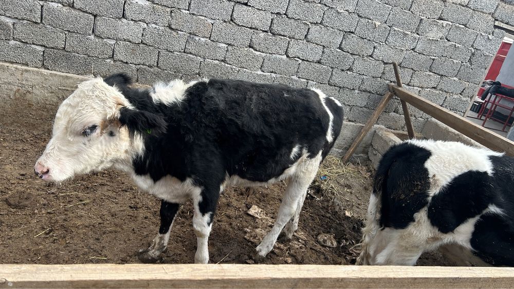 Екы бұқа сатылады