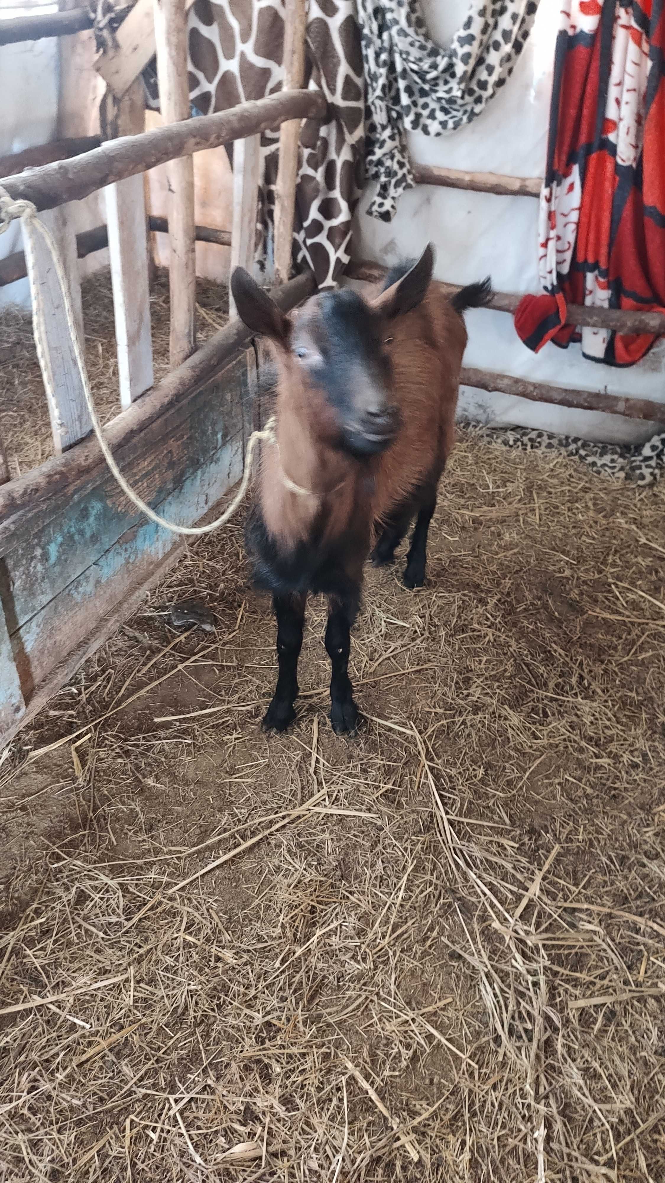 Vând țap alpin francez șut genetic