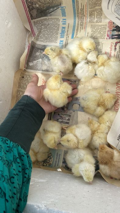 Цыплята браун