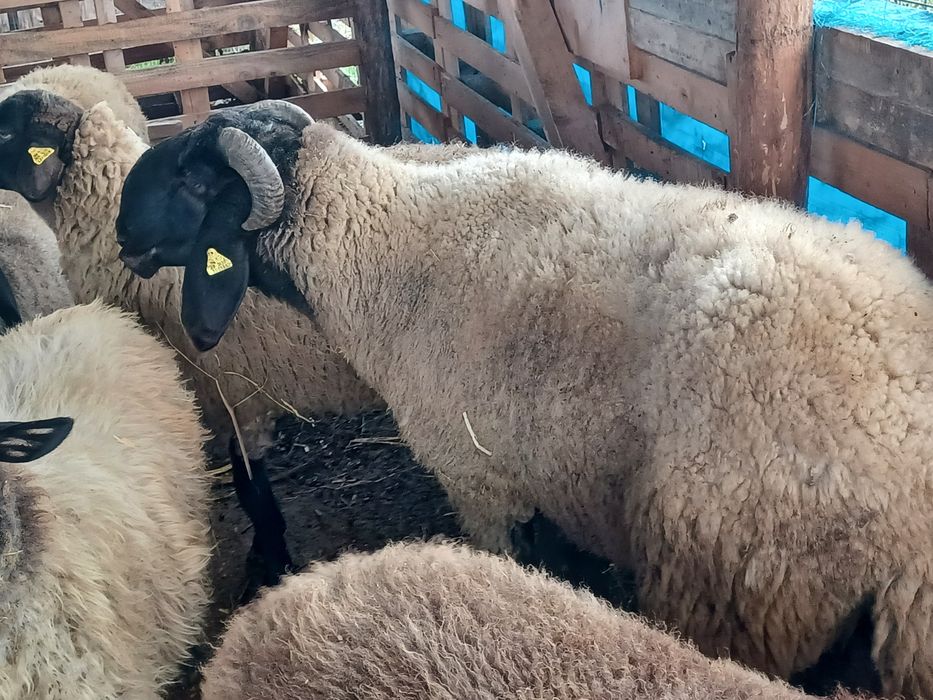 Berbec carabaș sârbesc