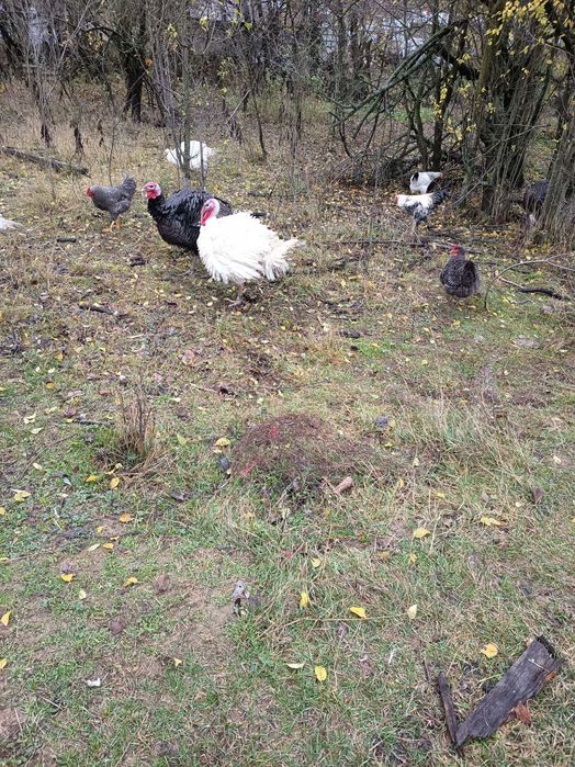 Curcani rasa de carne