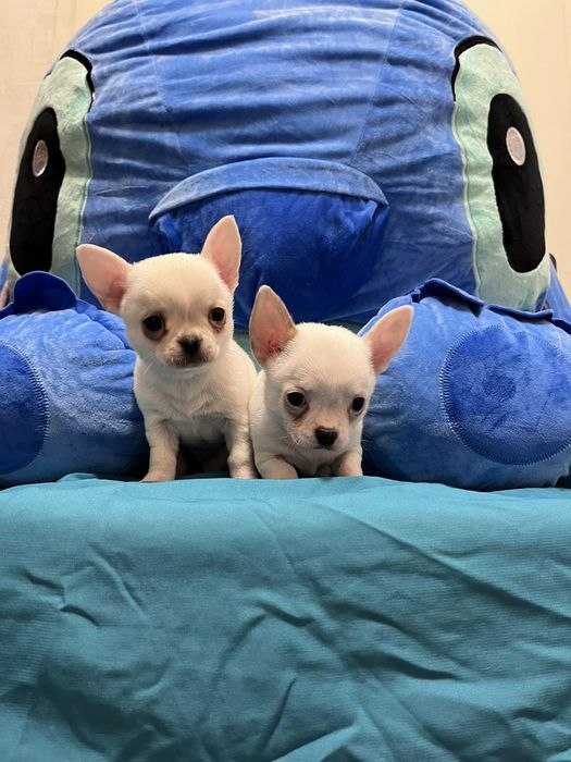 Продавам чихуахуа