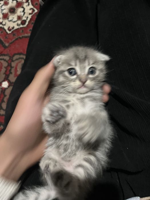 Pishik syaminsky sutdan chiqgan puli qelishiladi xorazm urganch mushuk