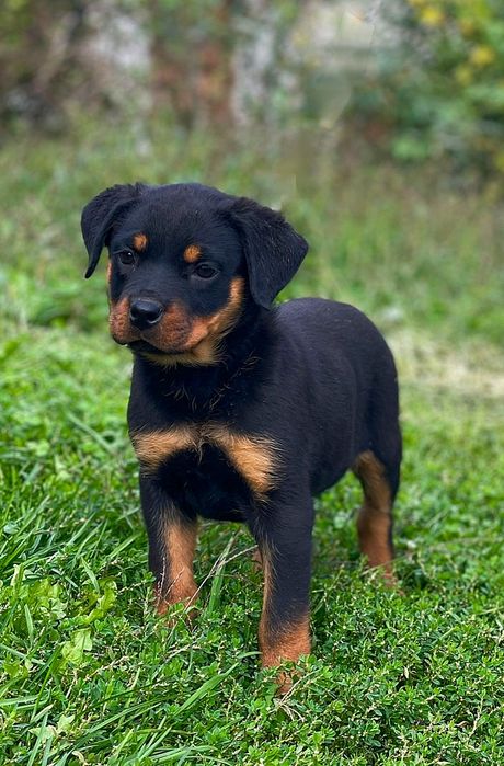 Catelus Rottweiler
