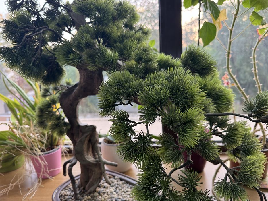 Bonsai / Ficus artificial mare