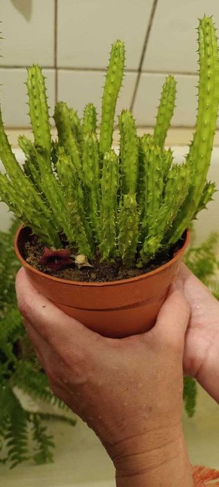 Кактус комнатный цветок