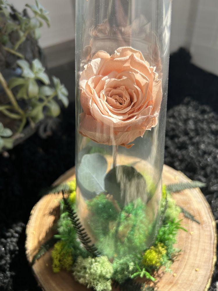 Trandafir stabilizat in cupola