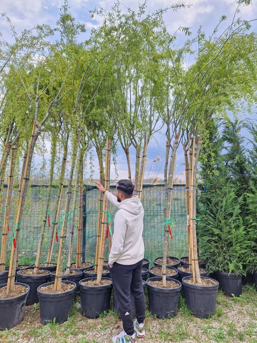 Salcie pletoasa ( salix babilonica ) 4 - 5m, plangatoare - curgatoare